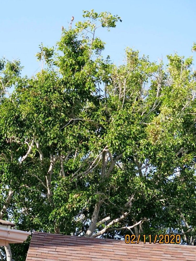 Bare tree with some green leaves against a cloudy sky, partially covering a brown roof - after