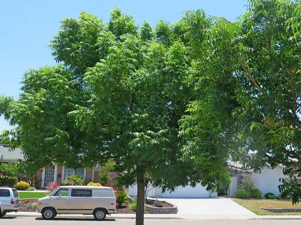A tree with sparse green leaves and long, bare branches, against a bright blue sky - after
