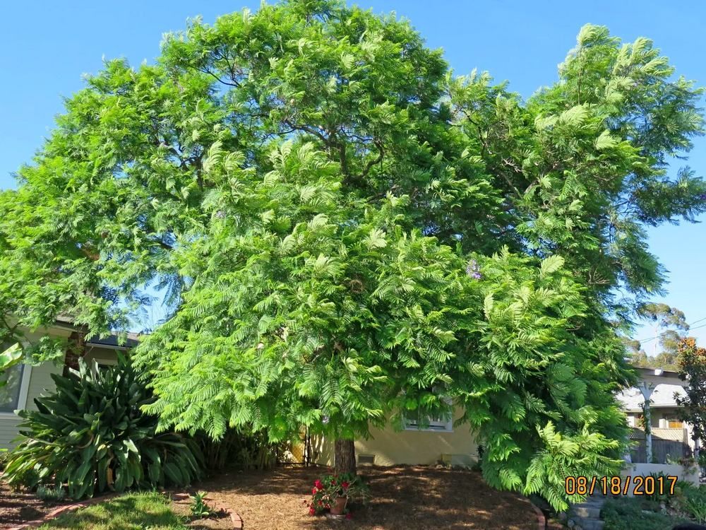 Large tree with sprawling branches next to a yellow house under a clear blue sky - after