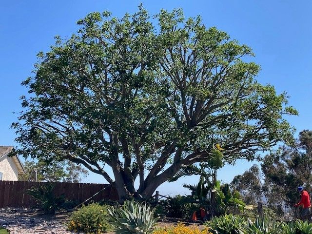 Large, leafy tree with wide canopy against a clear blue sky.