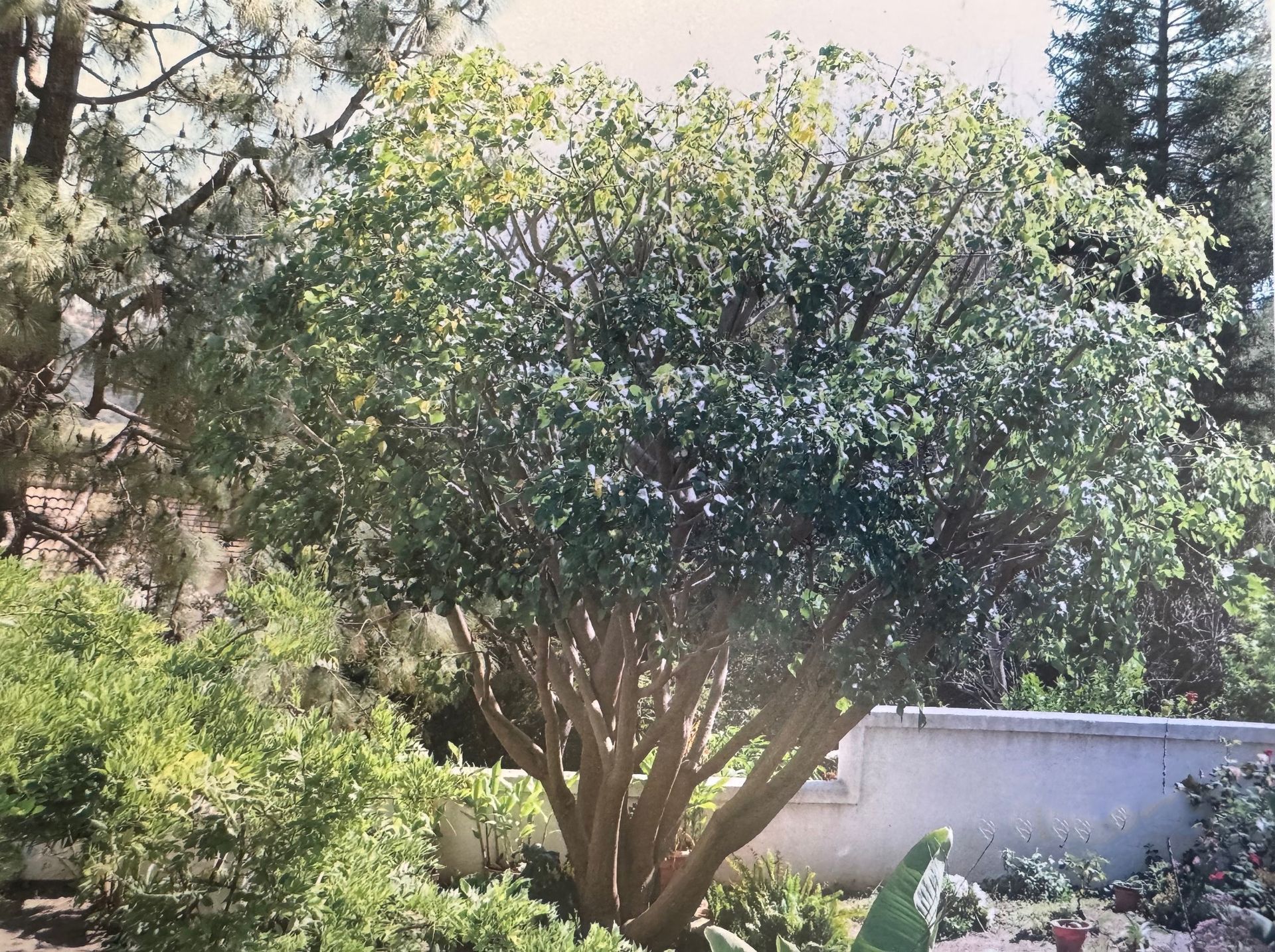 Coral Tree - Before