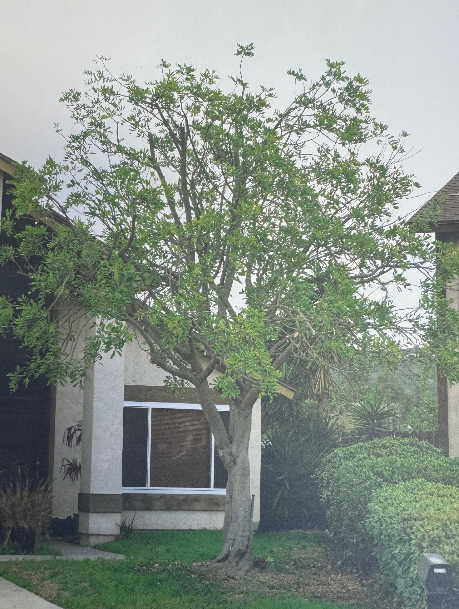 Carrotwood Tree - Before