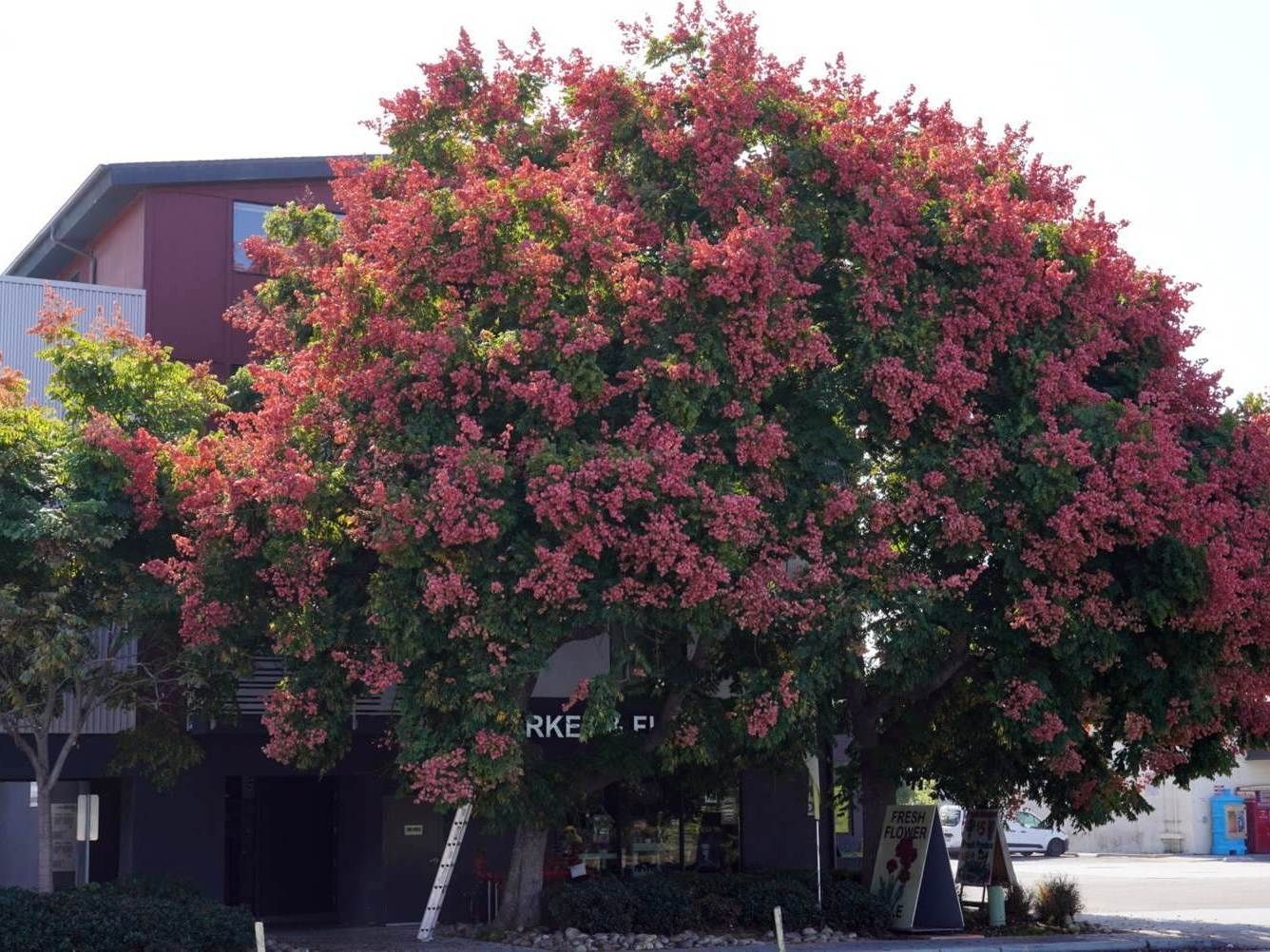 Large tree with pinkish-red blooms in front of a dark commercial building with dark red accents - before