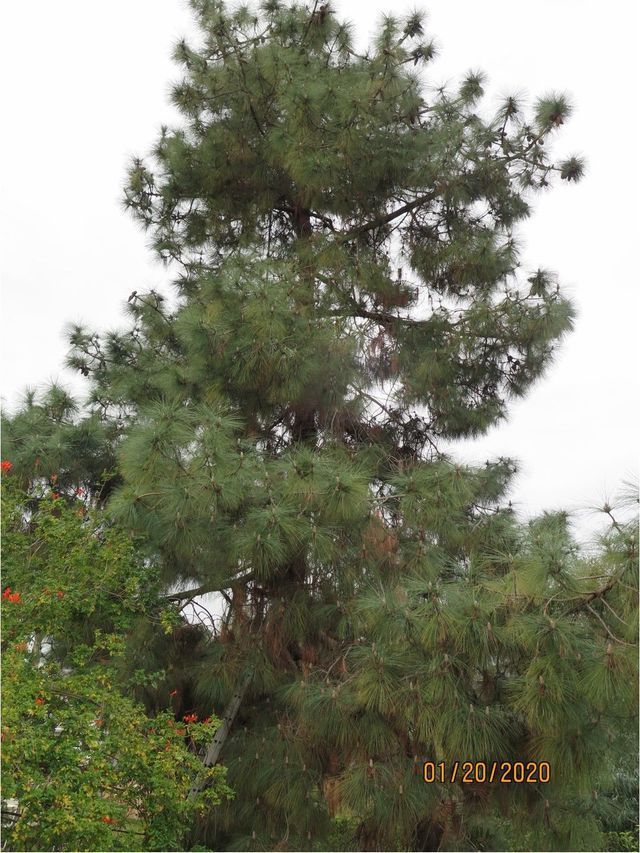 Tall evergreen tree with dark green needles, cloudy sky background - before