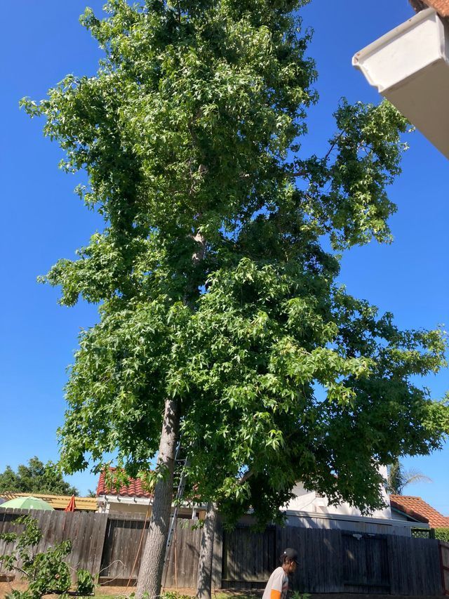 Tall tree with green leaves stands in a backyard with a wooden fence and house in the background - before