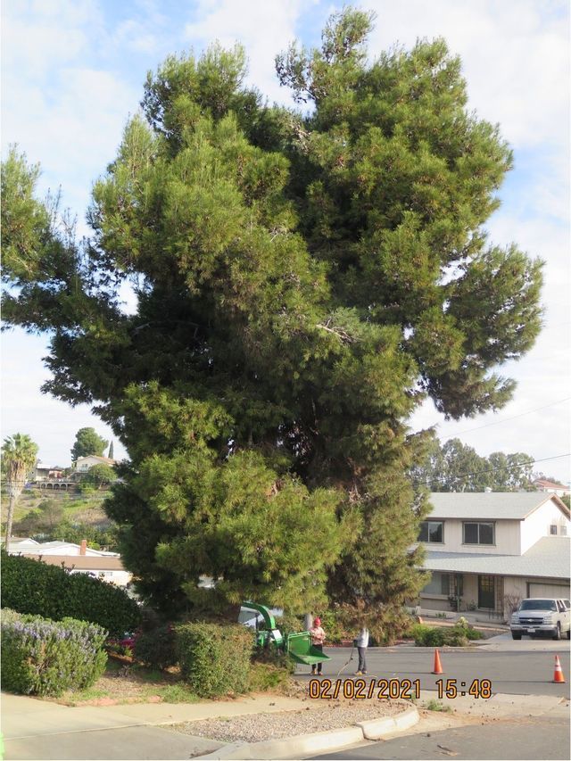Large green pine tree on a residential street - before