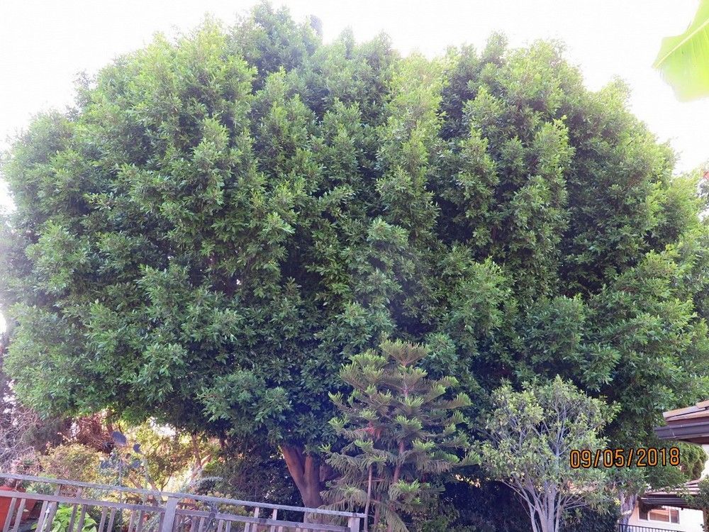 Large, leafy tree against a clear blue sky, next to a wooden fence and other greenery - before