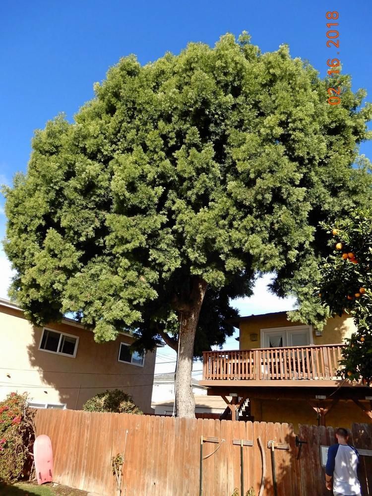 Tall tree next to a house with a wooden deck against a blue sky - before