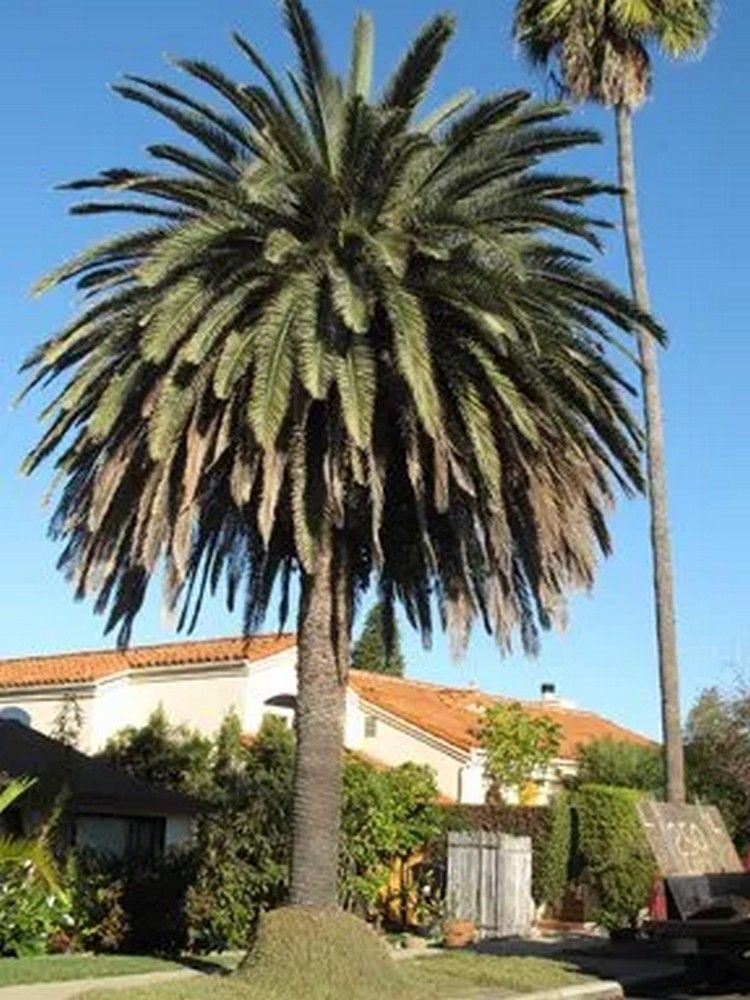 Tall palm tree in front of homes with orange tiled roofs under a clear blue sky - before