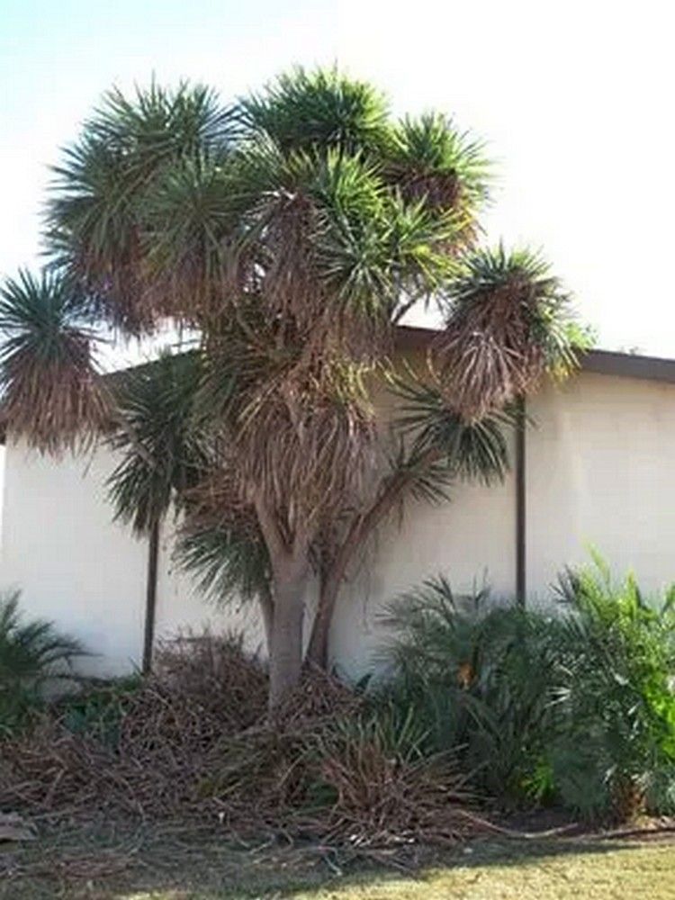 A multi-trunked dragon tree with spiky green leaves grows in front of a white building - before