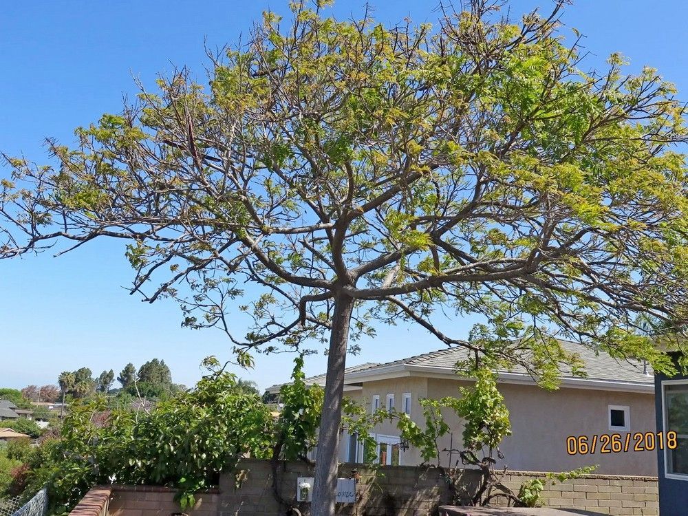 A tree with sparse green leaves and branches, set against a blue sky and houses - before