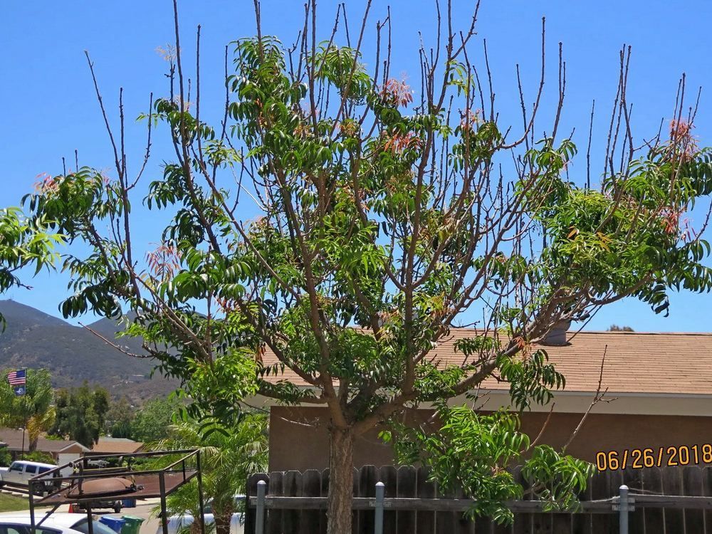 A tree with sparse green leaves and long, bare branches, against a bright blue sky - before
