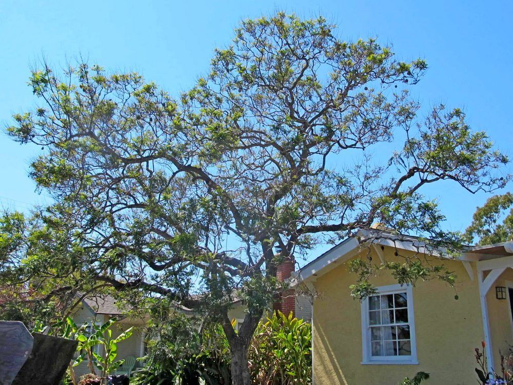 Large tree with sprawling branches next to a yellow house under a clear blue sky - before