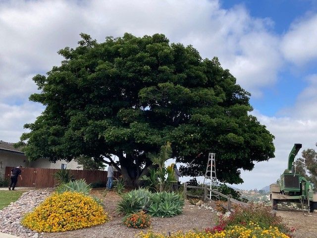 Large tree being trimmed in a yard; landscapers working; wood chipper nearby; colorful plants in the foreground.