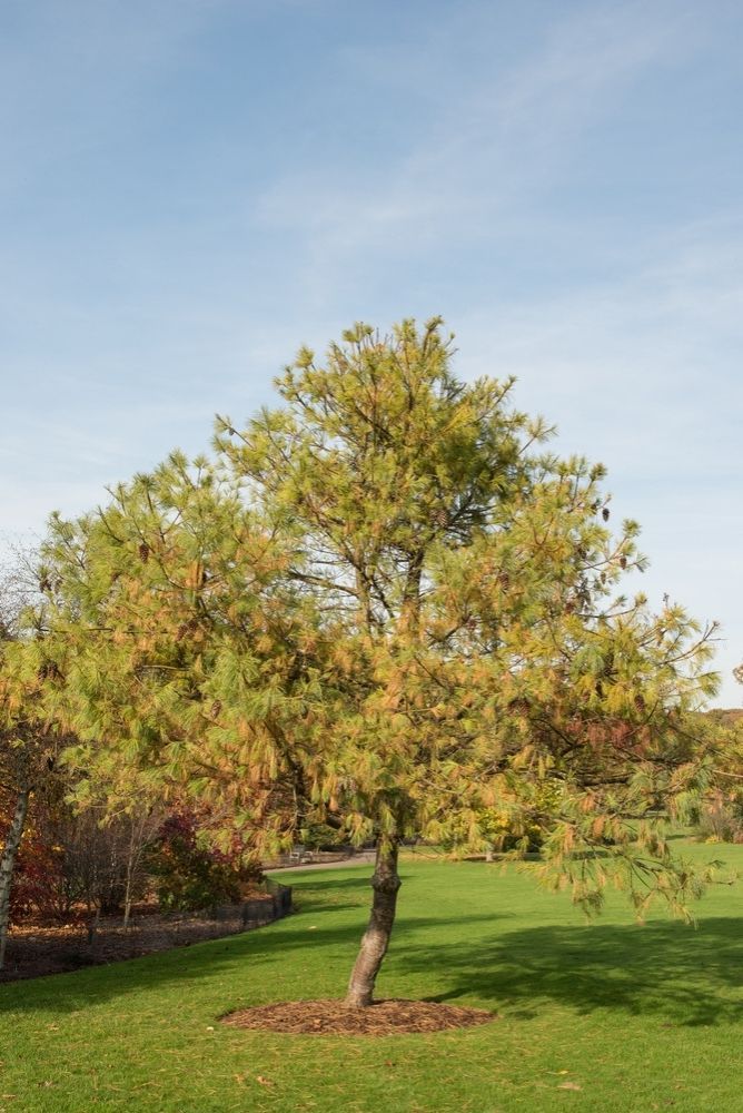 A medium-sized tree with yellow-green foliage in a grassy park under a blue sky.