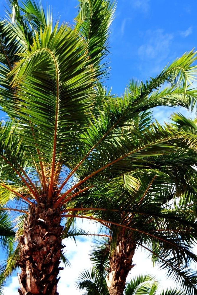 Palm trees with green fronds against a bright blue sky.