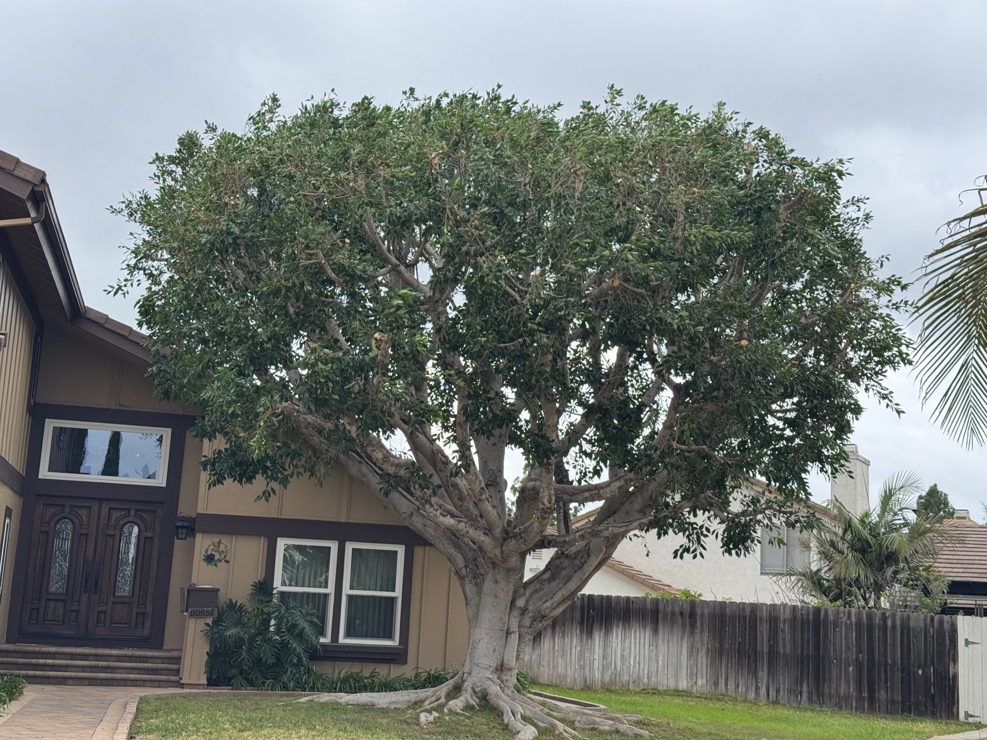A large, mature ficus tree with a thick, textured trunk stands in a suburban front yard next to a two-story house.