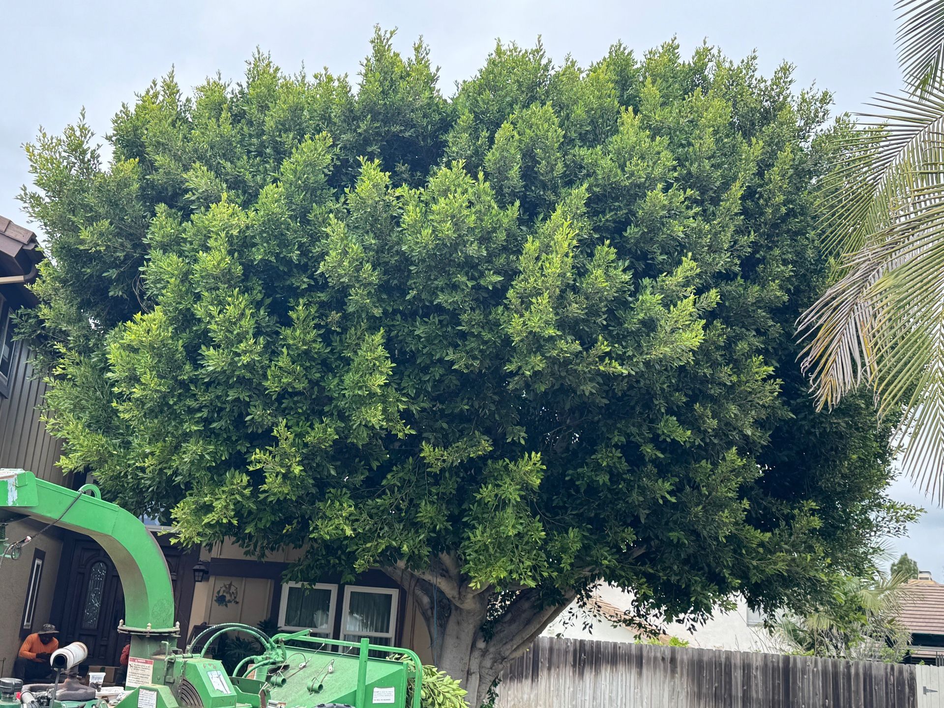 A large, dense green tree stands in a yard next to a piece of heavy machinery, possibly a woodchipper.