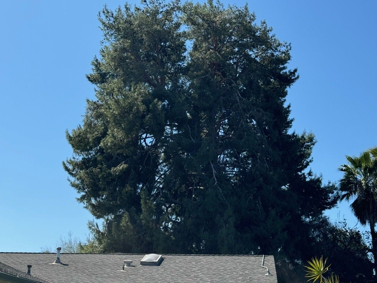 Tall evergreen tree against a clear blue sky, partially obscuring a rooftop.