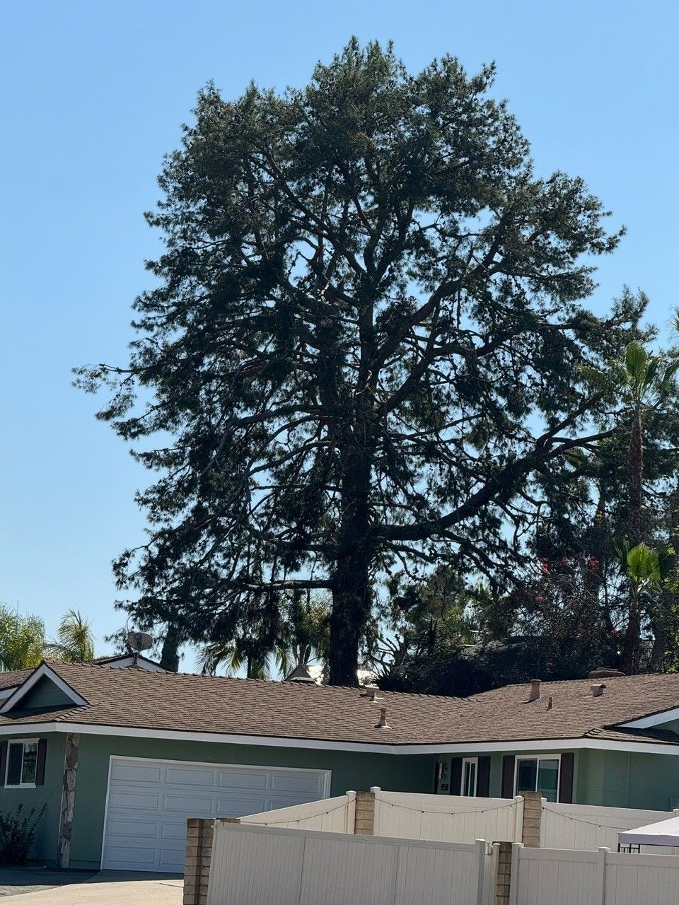 Tall tree overshadows a house with a brown roof and white garage door under a blue sky.