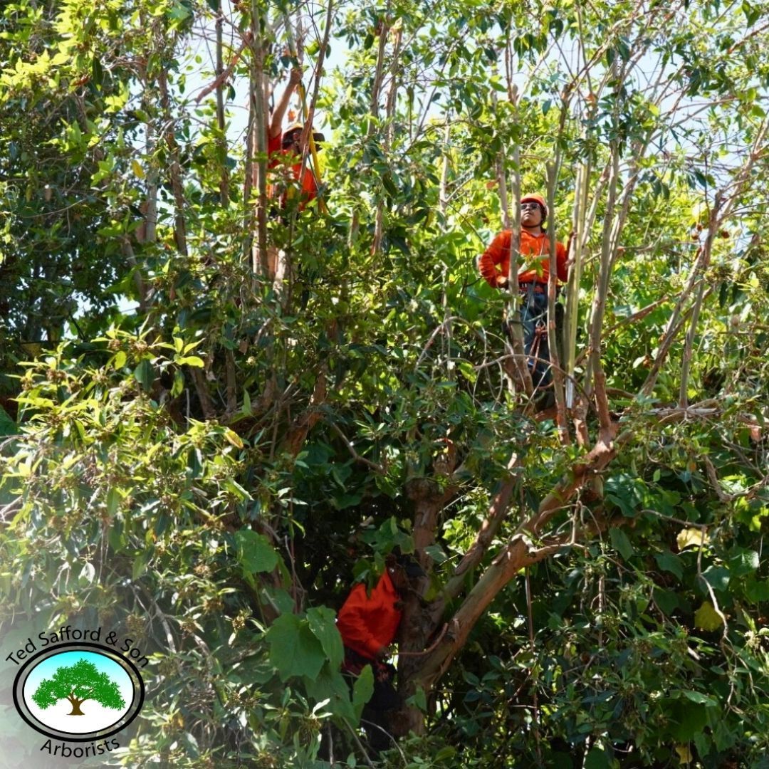 Arborists in orange shirts trimming a leafy tree.