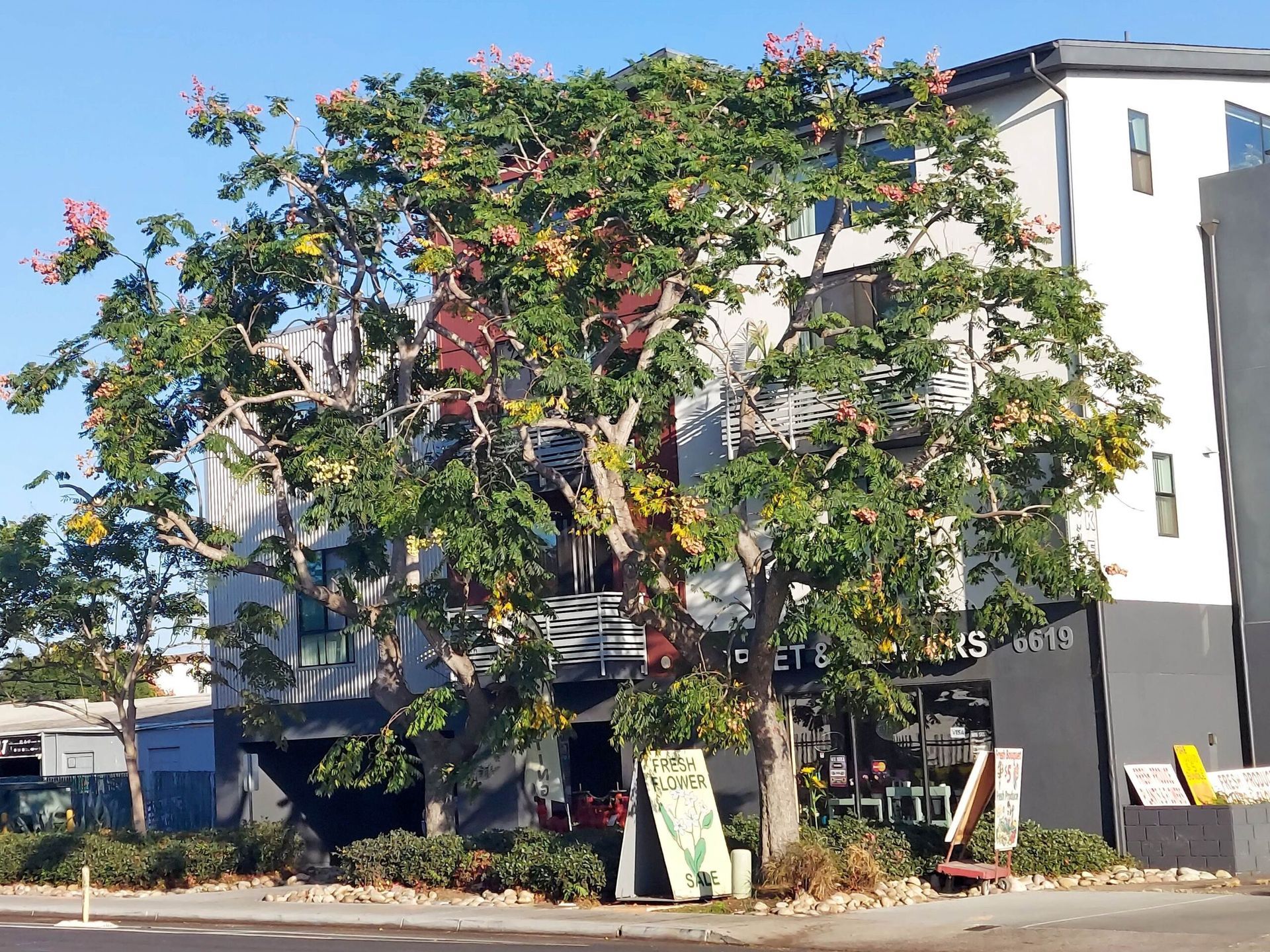 Tree in front of a modern building with flowering pink blossoms. Storefront visible below the tree.