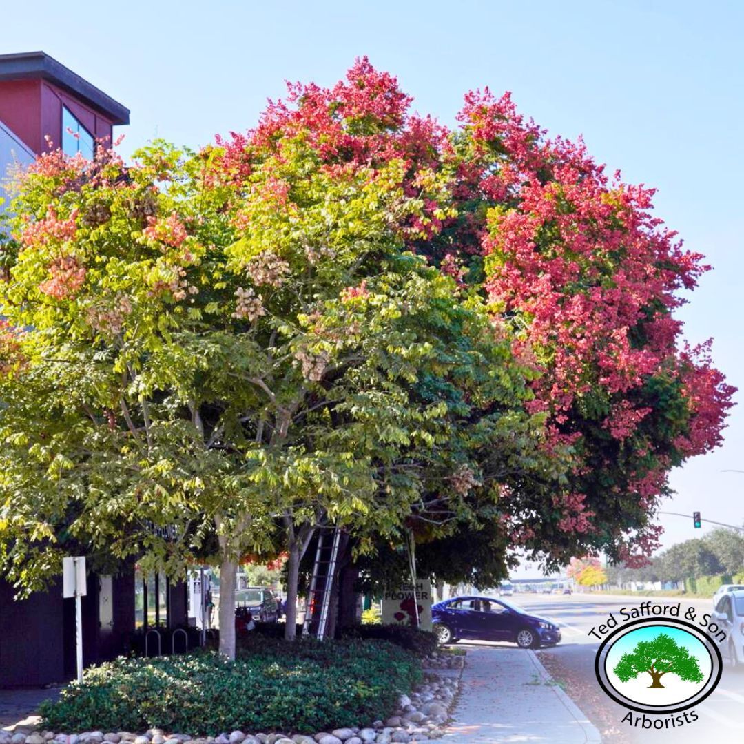 Trees with red and green foliage beside a building and sidewalk, with a car passing by.