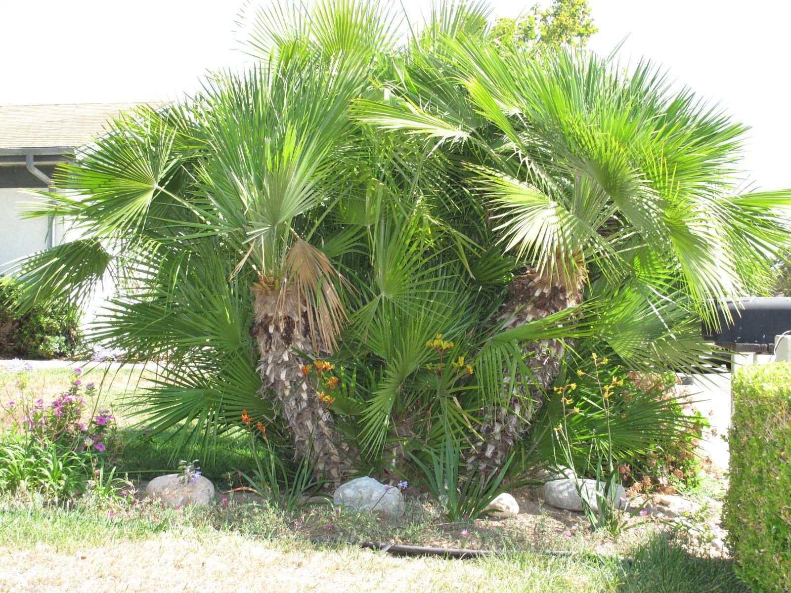 Palm trees with green fronds and rough brown trunks in a garden setting.