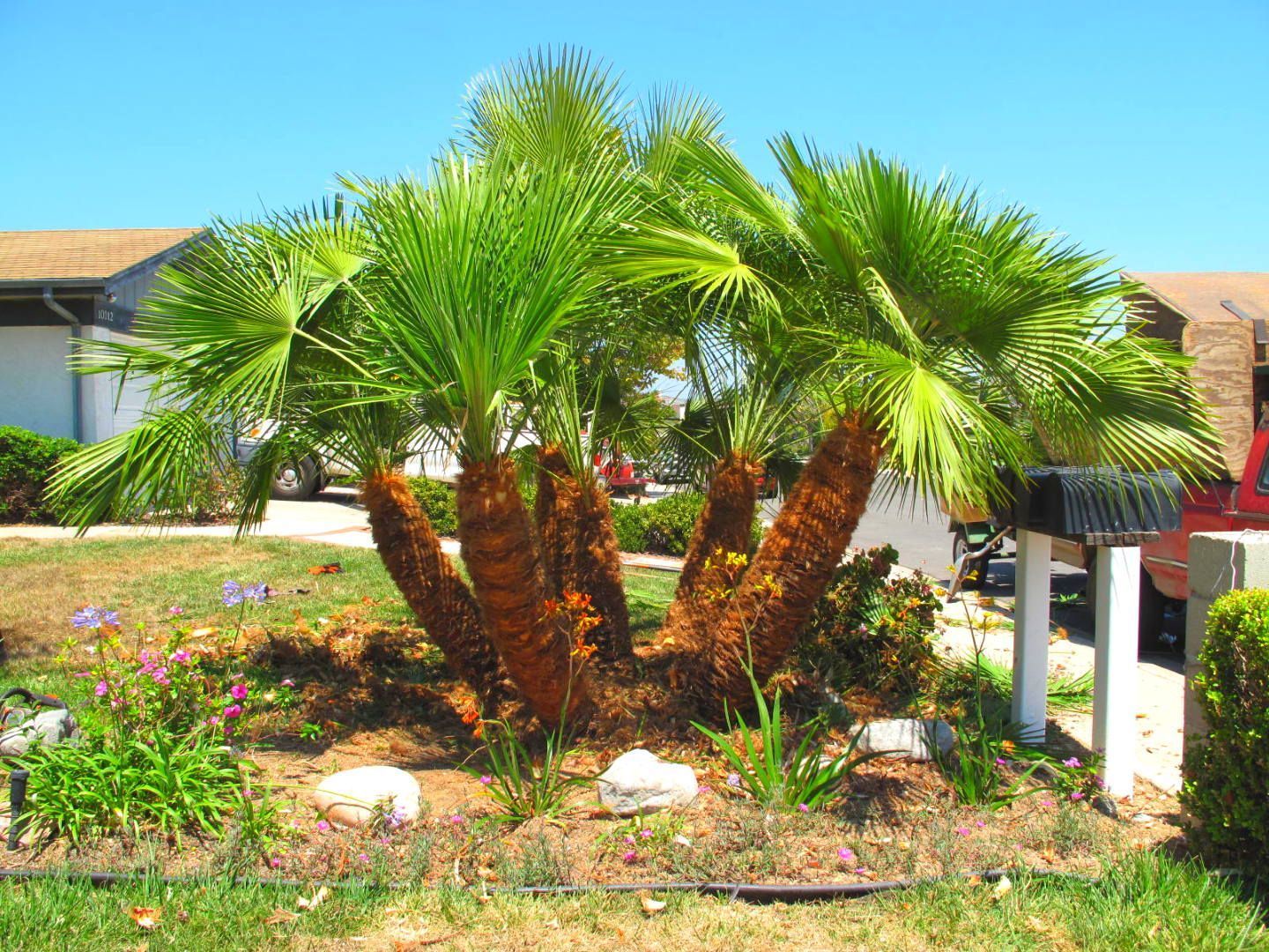 Multi-trunked palm trees in a front yard garden bed with green fronds and blue sky.