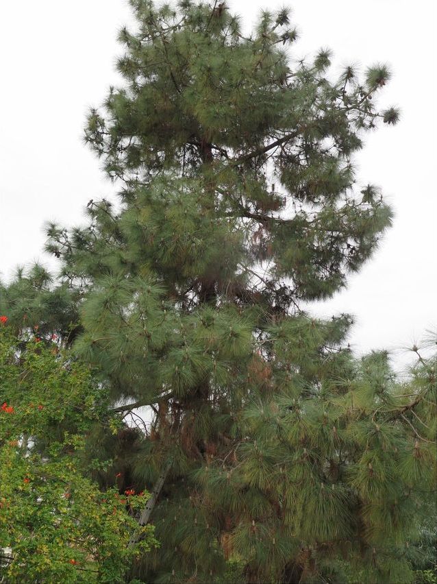 Tall pine tree with green needles against a cloudy sky.