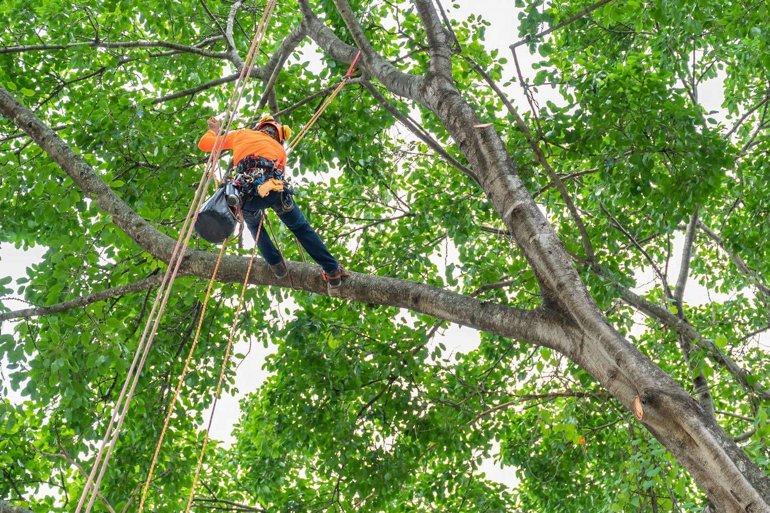 Arborist in an orange shirt, secured by ropes, pruning a large tree.