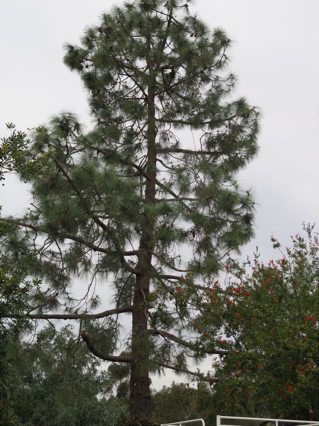 Tall pine tree with green needles against a cloudy sky.
