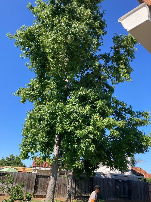 Tall leafy tree in backyard, person below, blue sky.