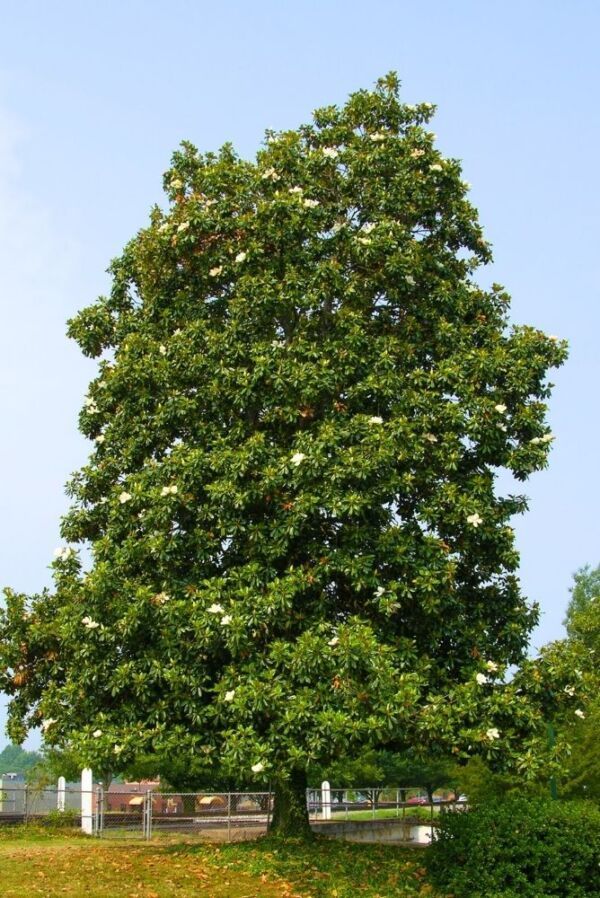 Tall green tree with white flowers, in front of a white fence, under a blue sky.