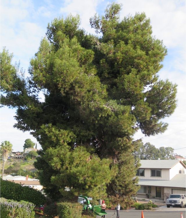 Large green pine tree in front of a house on a sunny day.