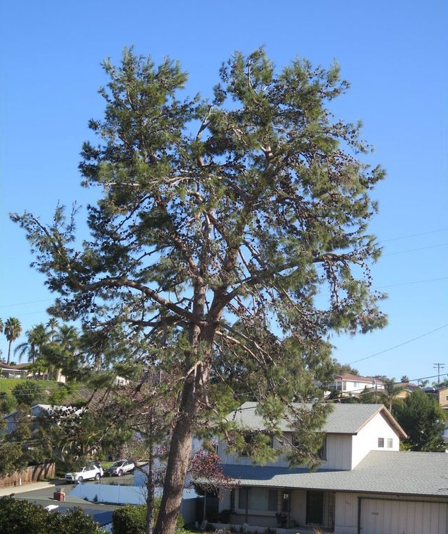 Tall, mature tree with green foliage against a blue sky; houses in the background.
