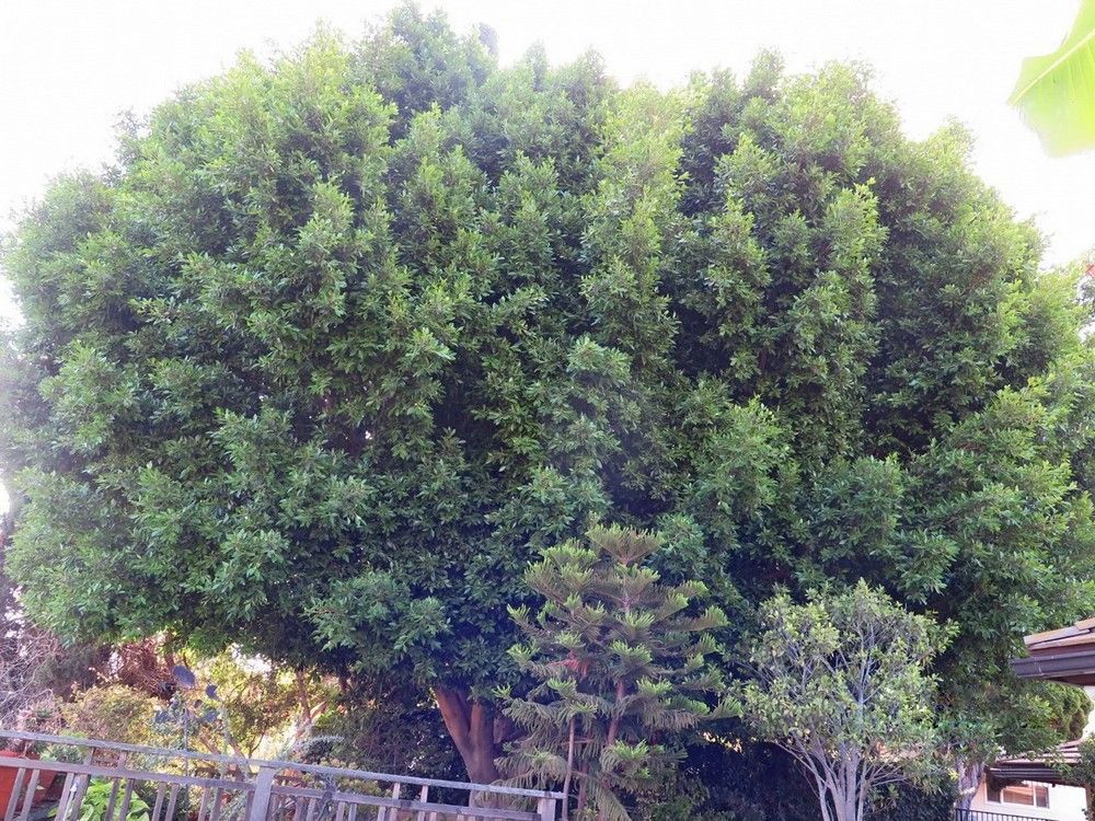 Large, lush green tree with dense foliage in a sunny outdoor setting.