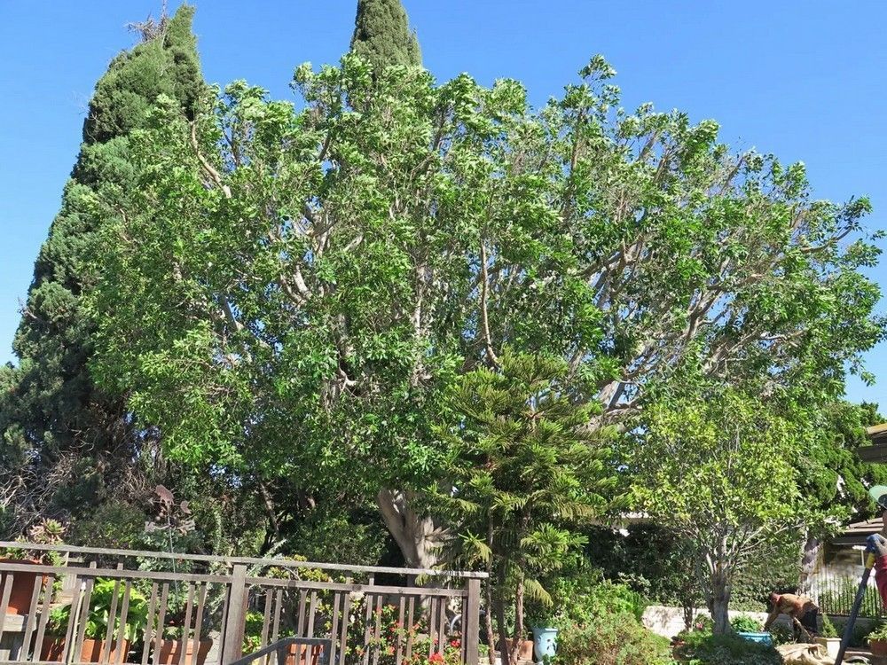 A large tree with green leaves under a bright blue sky, behind a wooden fence.