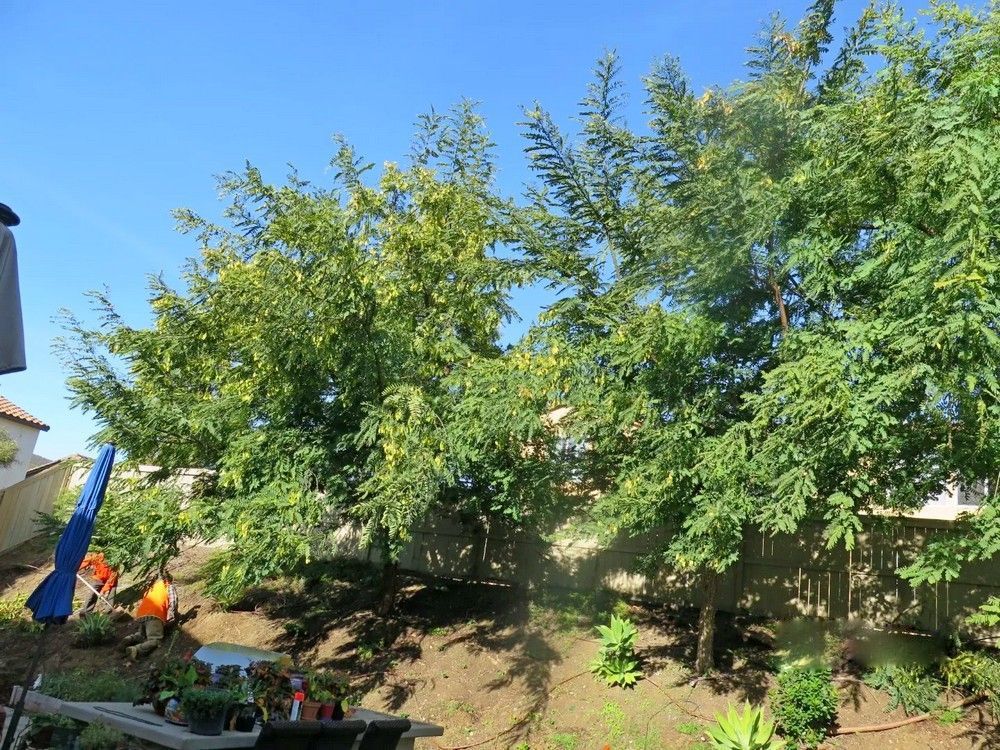 Trees on a sunny hillside with workers and blue sky.