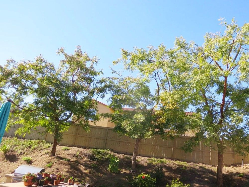 Trees in a sunny backyard with a bamboo fence and clear blue sky.