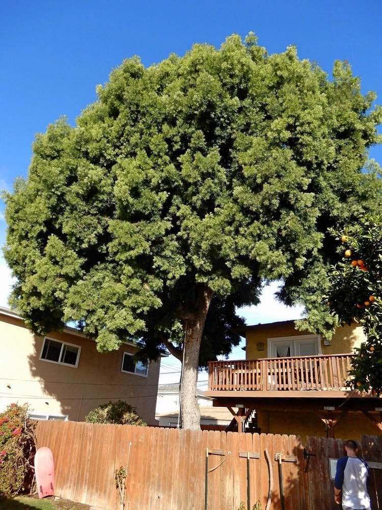 Large tree in a backyard, over a wooden fence, next to a house with a deck, under a blue sky.