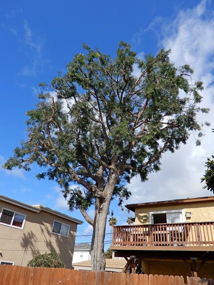 Tall tree between two buildings, under a blue sky. Brown fence in foreground.