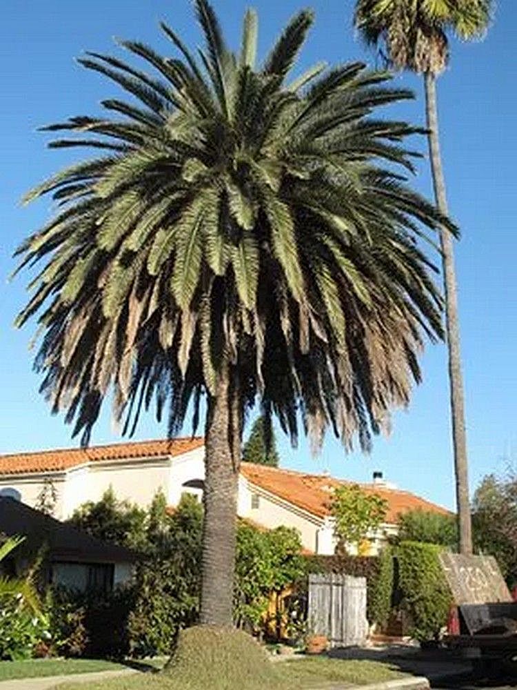 A large palm tree in a residential area with houses and a clear blue sky in the background.