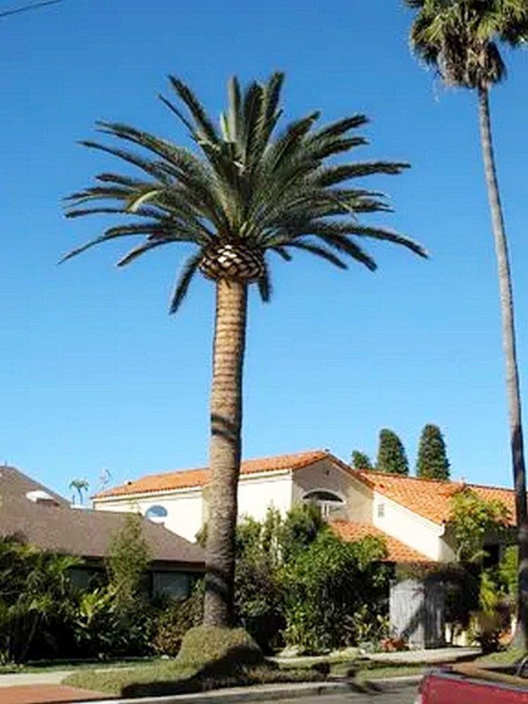Palm tree in front of houses with red tile roofs against a clear blue sky.