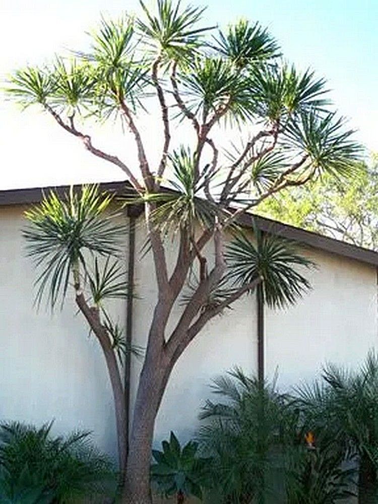 Large tree with multiple trunks and spiky green leaves in front of a building.
