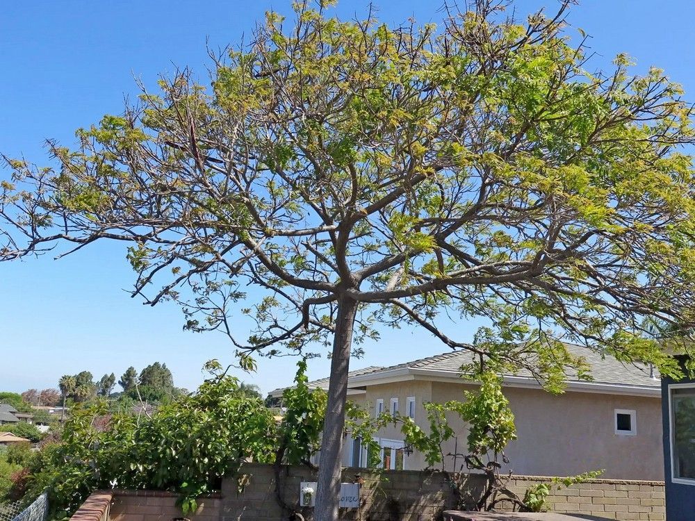 Tree with sparse green leaves against a clear blue sky, with houses and other greenery in the background.