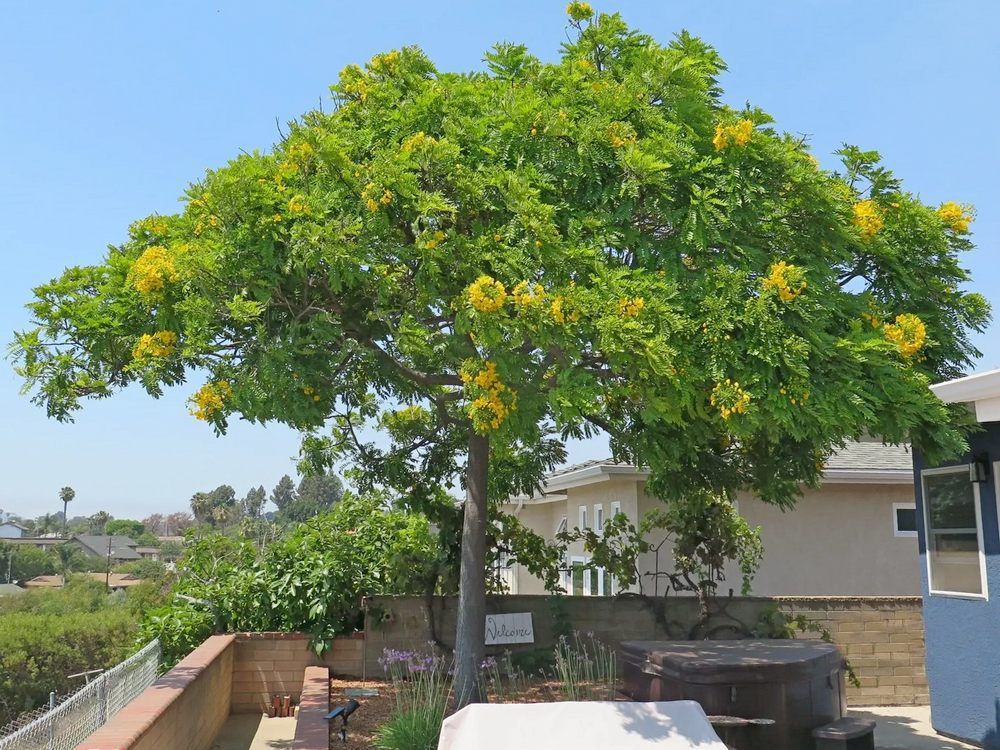Tree with yellow flowers and green foliage, in a suburban setting on a sunny day.