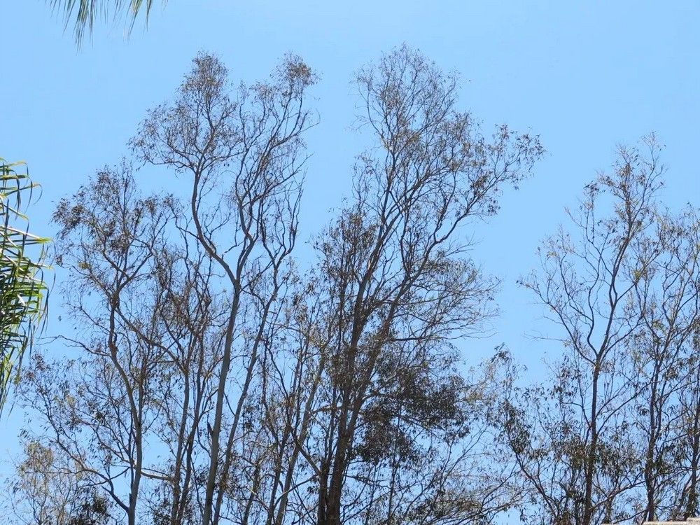 Bare trees against a bright blue sky, suggesting late autumn or winter.