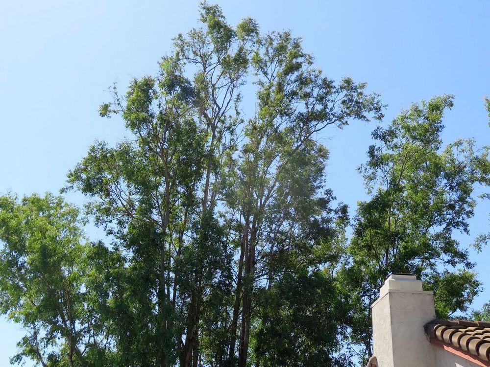 Tall trees against a clear blue sky, with a glimpse of a building's chimney.