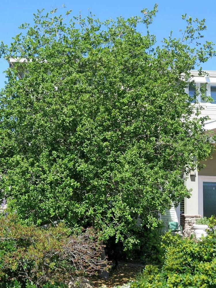 Green leafy tree in front of a house against a blue sky.